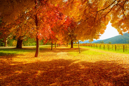 Autumn Forest Scenery Photograph Home Decor Premium Quality Poster Print Choose Your Sizes