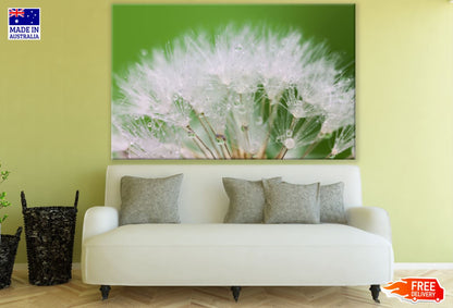 Dandelion Flowers with WaterDrops Print 100% Australian Made