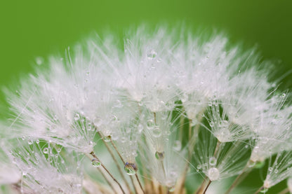 Dandelion Flowers with WaterDrops Home Decor Premium Quality Poster Print Choose Your Sizes