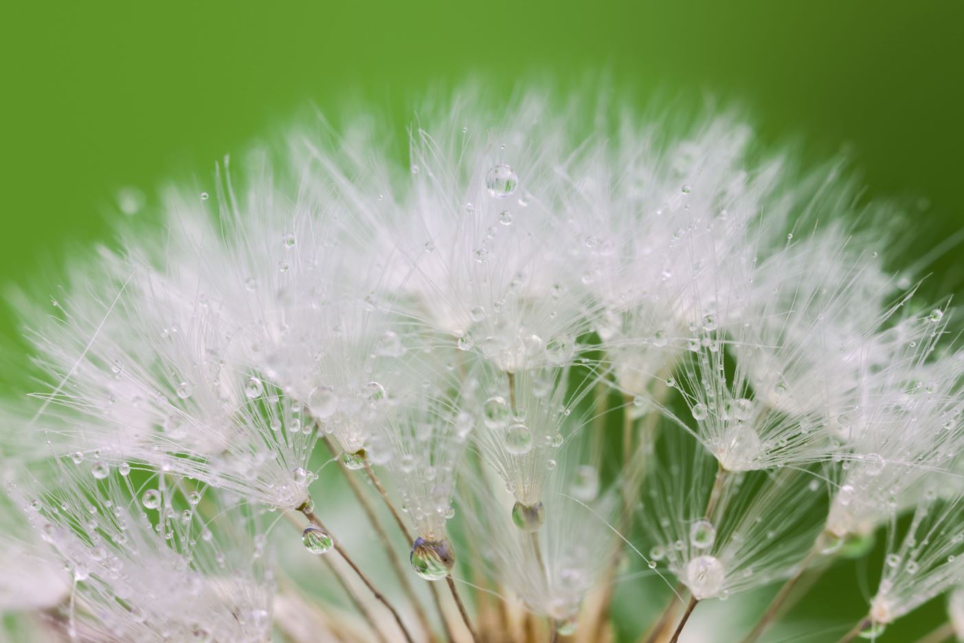 Dandelion Flowers with WaterDrops Print 100% Australian Made