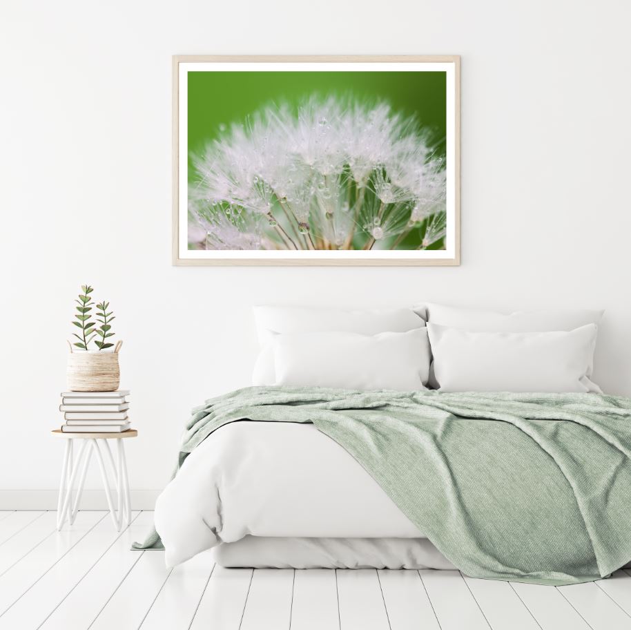 Dandelion Flowers with WaterDrops Home Decor Premium Quality Poster Print Choose Your Sizes