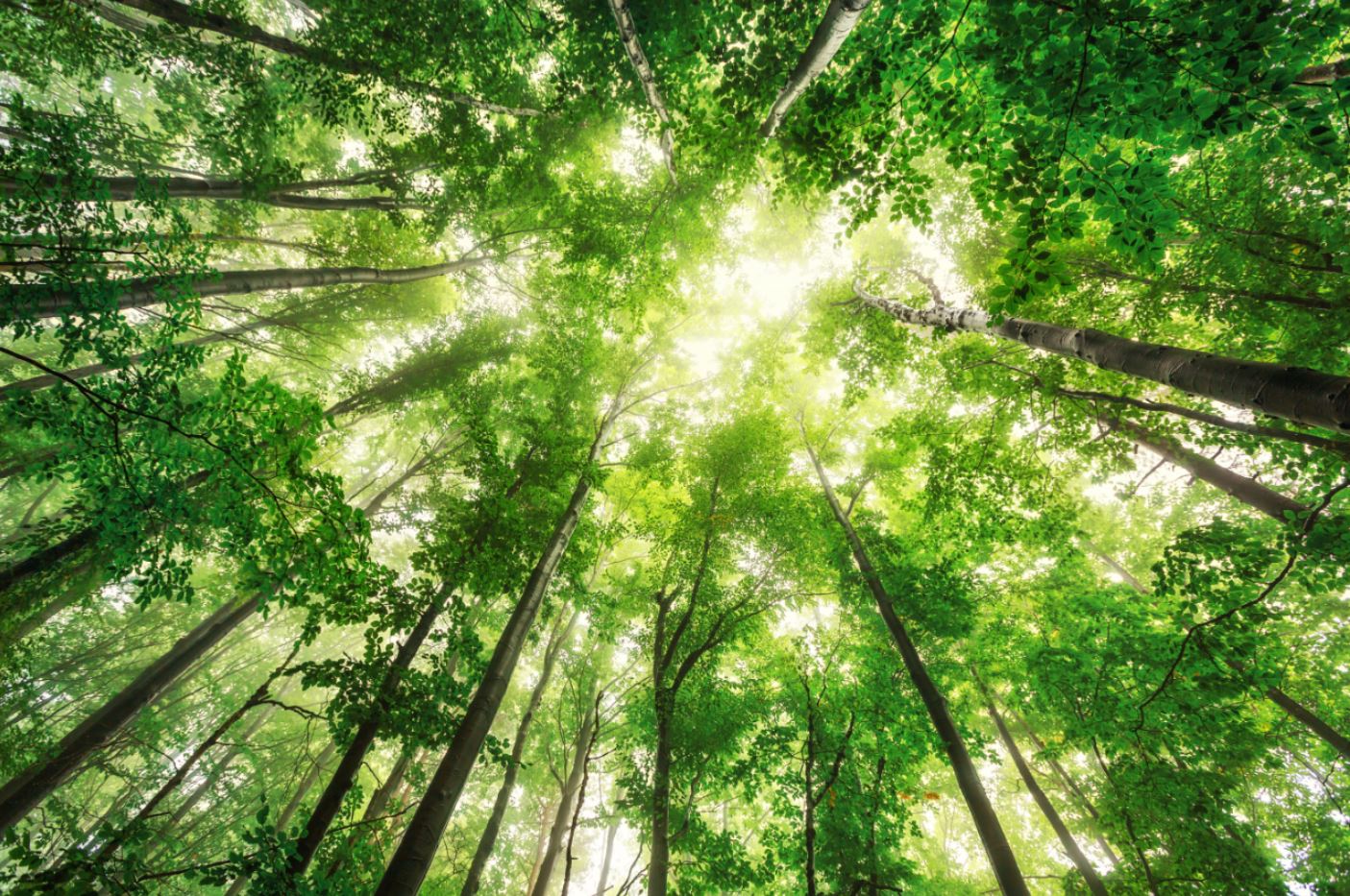 Forest Beneath View Photograph Print 100% Australian Made