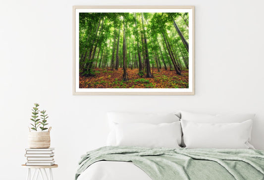 Stunning Forest Scenery View Home Decor Premium Quality Poster Print Choose Your Sizes