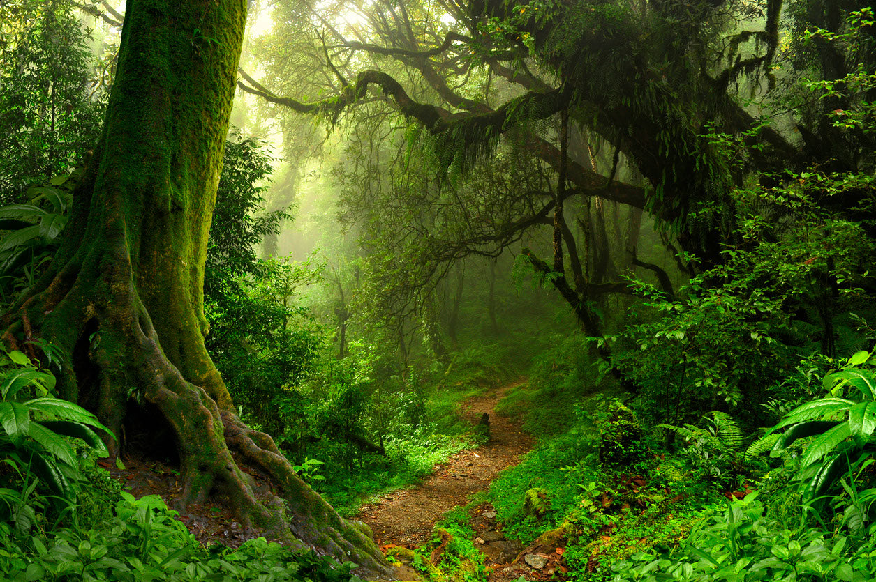 Deep Forest Scenery Photograph Print 100% Australian Made