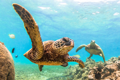 Turtles in Scenery Sea Photograph Home Decor Premium Quality Poster Print Choose Your Sizes