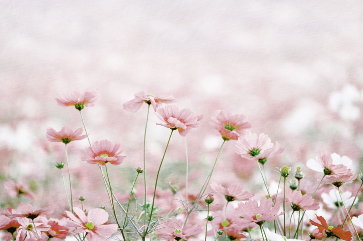 Pink Flower Field View Photograph Home Decor Premium Quality Poster Print Choose Your Sizes