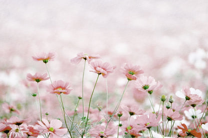 Pink Flower Field View Photograph Home Decor Premium Quality Poster Print Choose Your Sizes