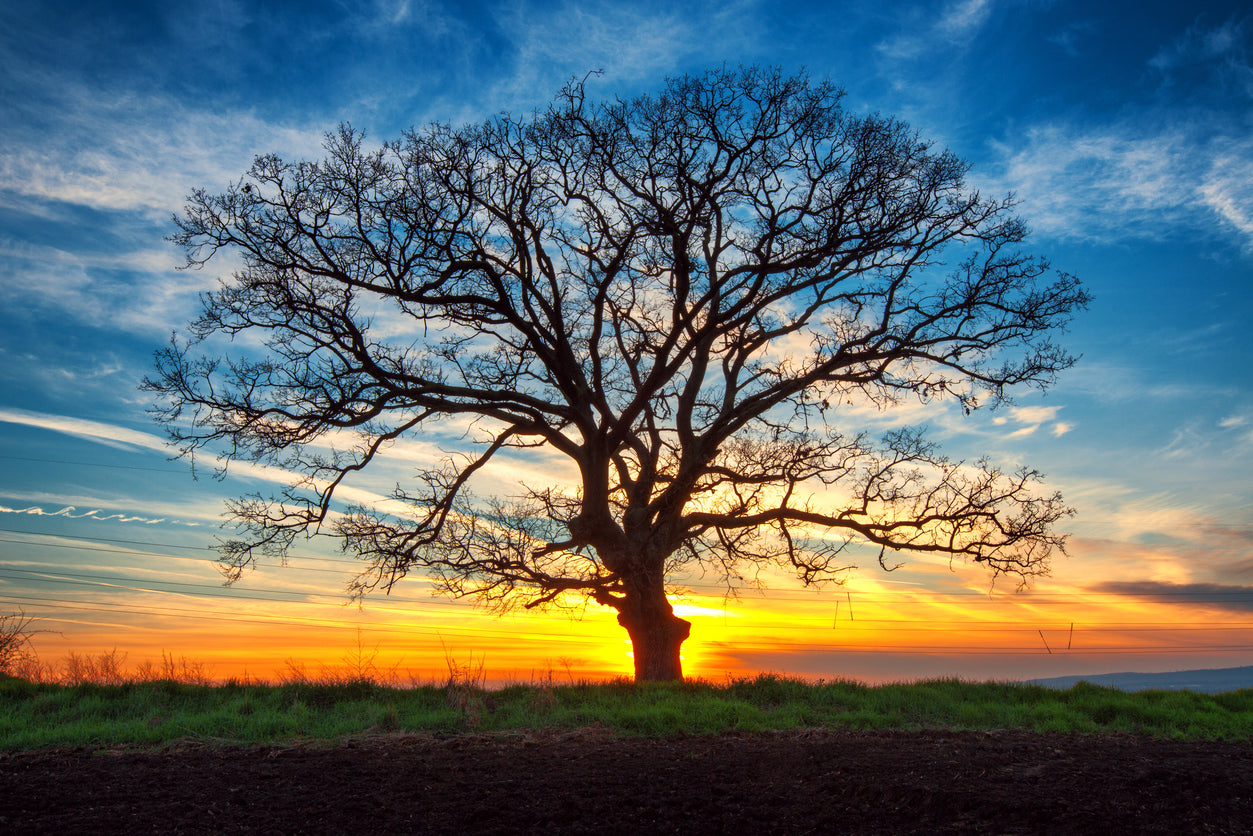 Tree & Sunset Sky Scenery View Paint Print 100% Australian Made