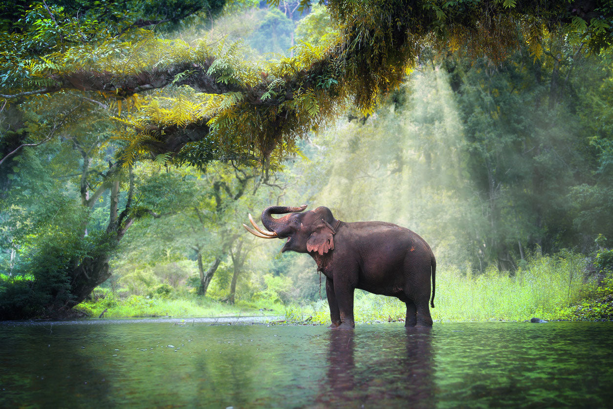 Elephant Near River Photograph Print 100% Australian Made