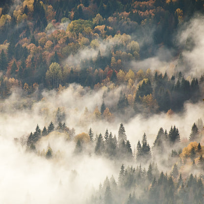 Square Canvas Misty Forest Photograph High Quality Print 100% Australian Made