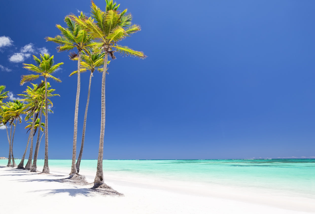 Palm Tree Row Near Sea Photograph Paint Print 100% Australian Made