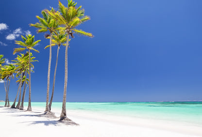 Palm Tree Row Near Sea Photograph Paint Print 100% Australian Made