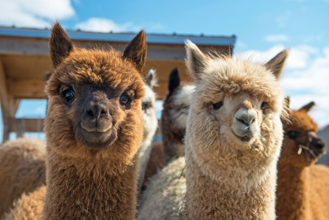 Alpacas Portrait Photograph Print 100% Australian Made