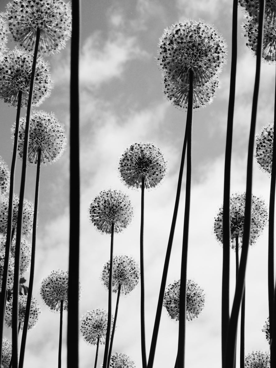 Dandelion Flowers B&W Photograph Print 100% Australian Made