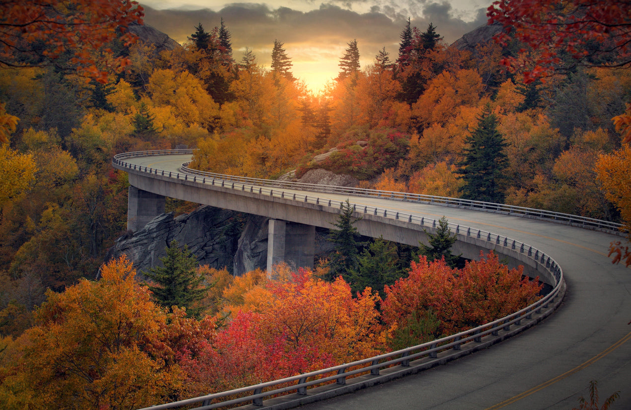 Road Over Forest Photograph Print 100% Australian Made