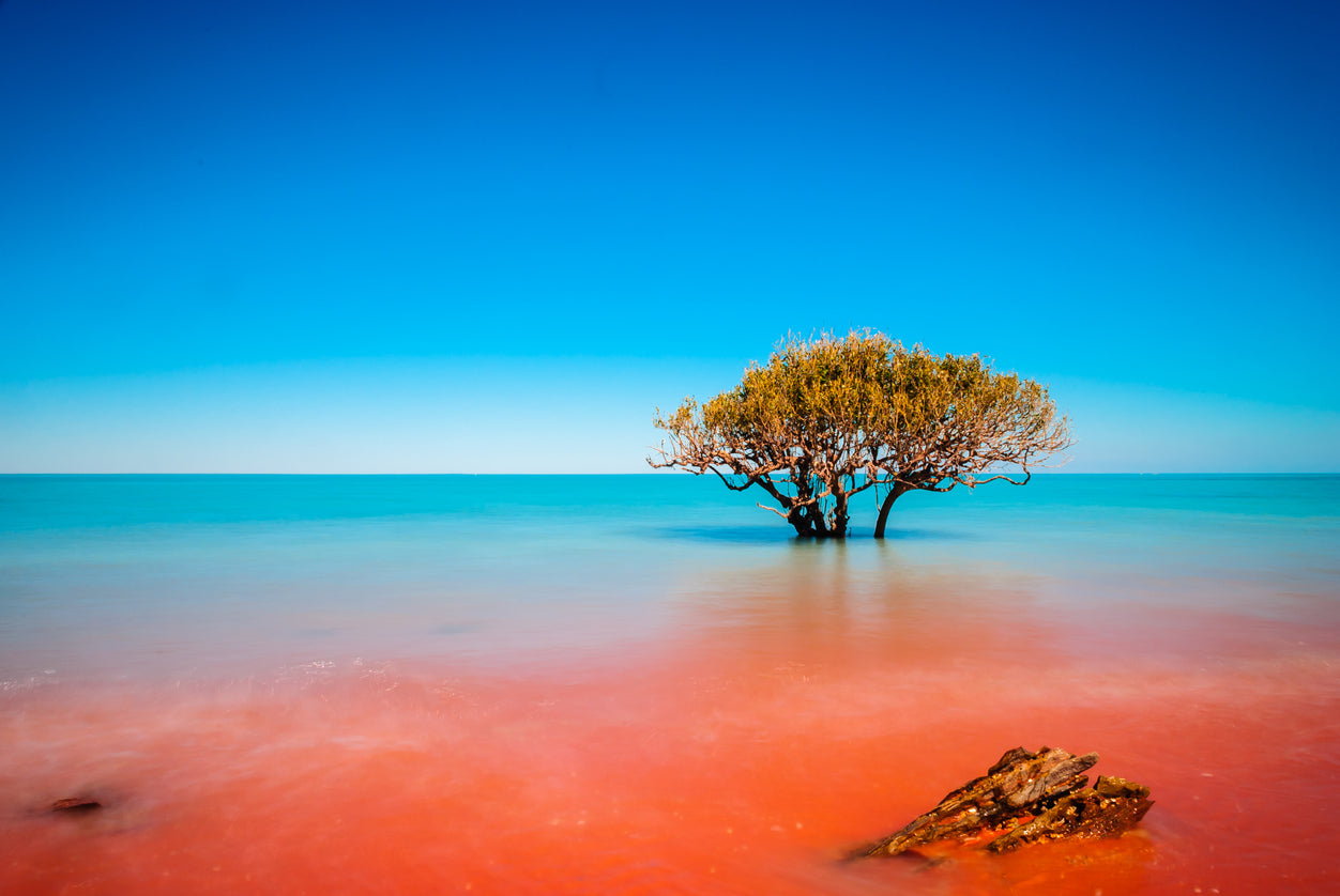 Tree in Colorful Sea Scenery Photograph Print 100% Australian Made