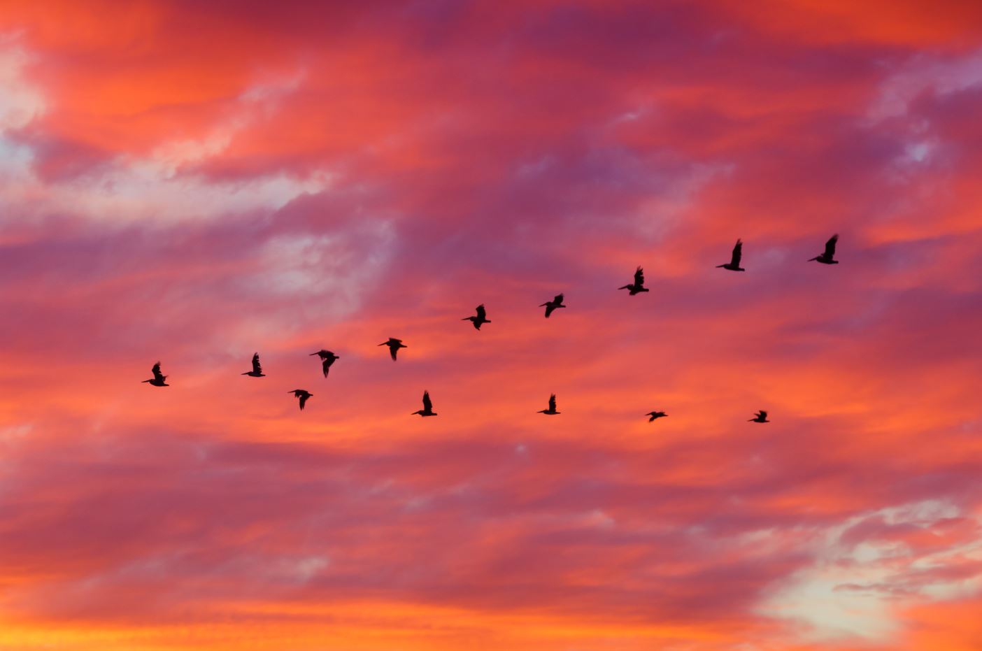 Birds Flying Sunset Photograph Home Decor Premium Quality Poster Print Choose Your Sizes
