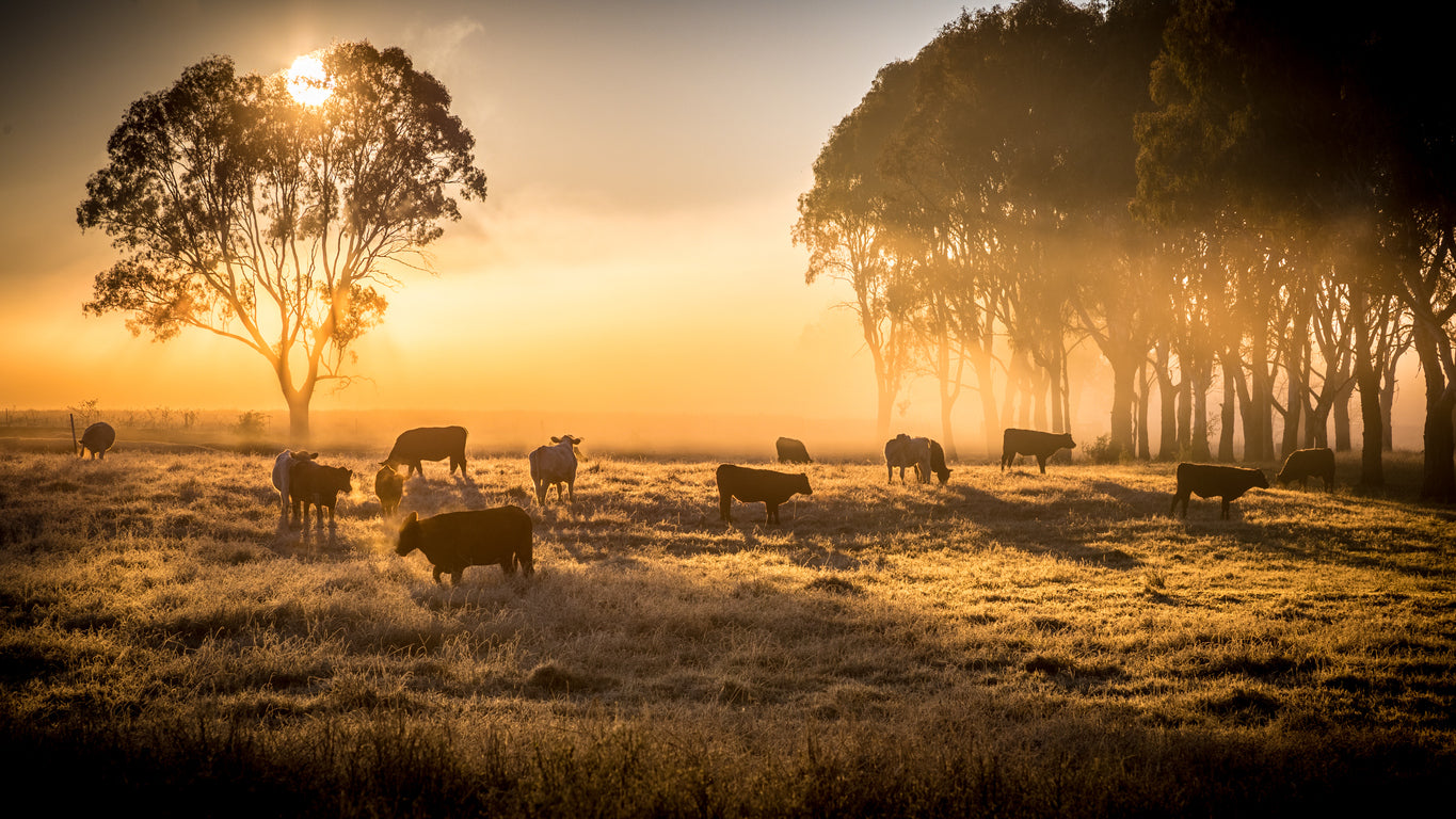 Cows on Meadow at Sunset Scenery Home Decor Premium Quality Poster Print Choose Your Sizes