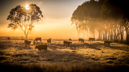 Cows on Meadow at Sunset Scenery Home Decor Premium Quality Poster Print Choose Your Sizes