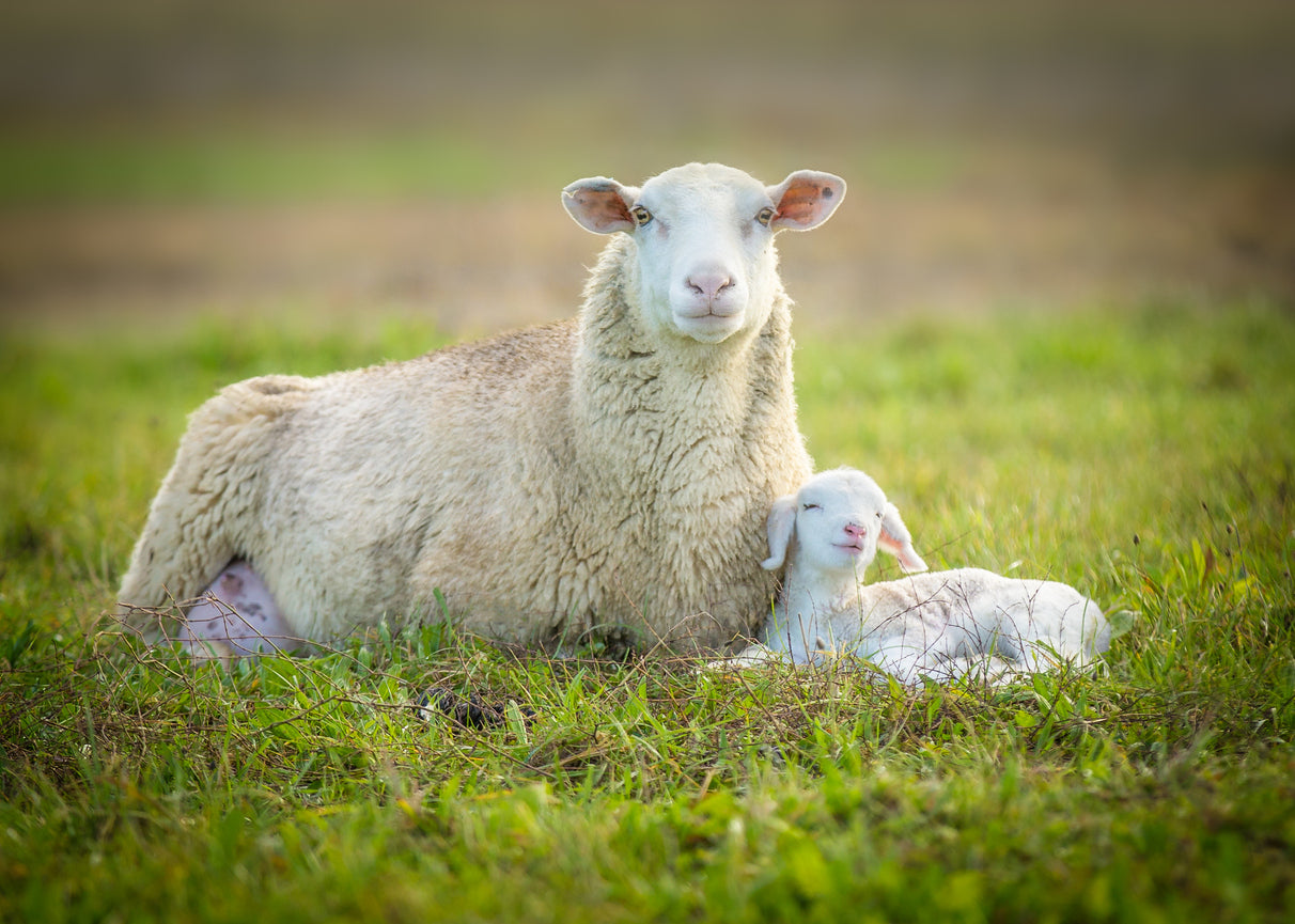 Sheep & Lamb on Grass Photograph Print 100% Australian Made