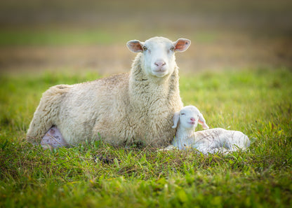 Sheep & Lamb on Grass Photograph Print 100% Australian Made