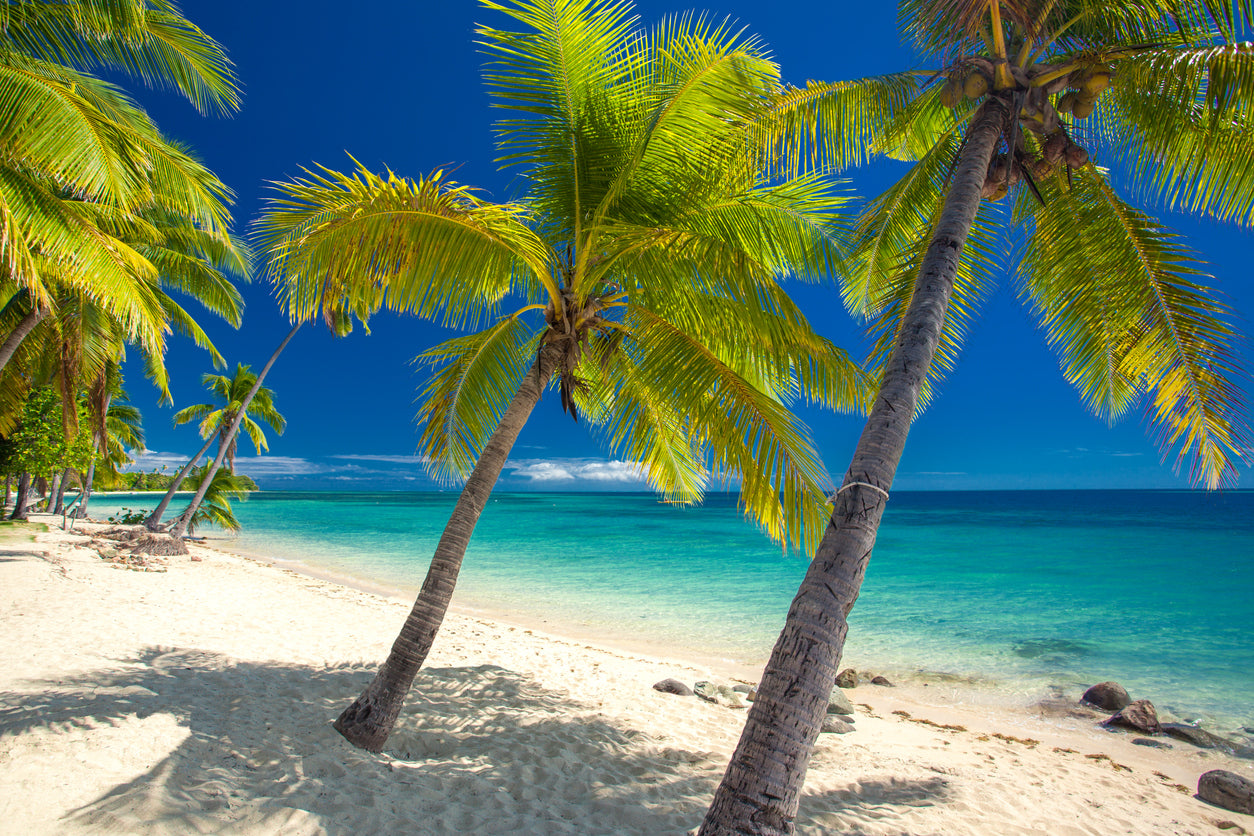 Palm Trees on Beach Photograph Print 100% Australian Made