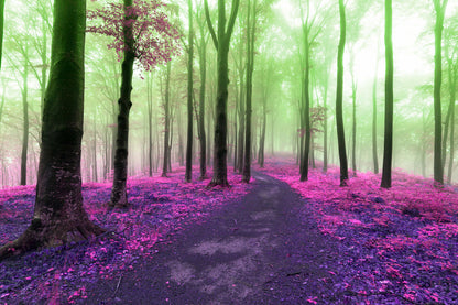Misty Forest Scenery Photograph Print 100% Australian Made