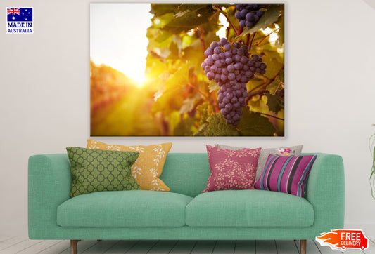 Grape Plants Photograph Print 100% Australian Made