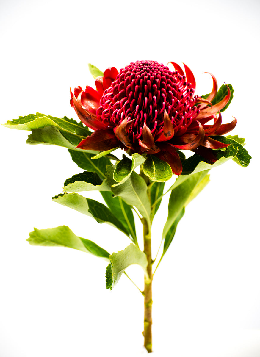 Red Flower Closeup Photograph Home Decor Premium Quality Poster Print Choose Your Sizes