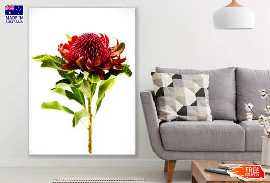Red Flower Closeup Photograph Print 100% Australian Made