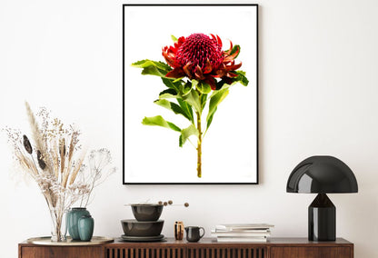 Red Flower Closeup Photograph Home Decor Premium Quality Poster Print Choose Your Sizes