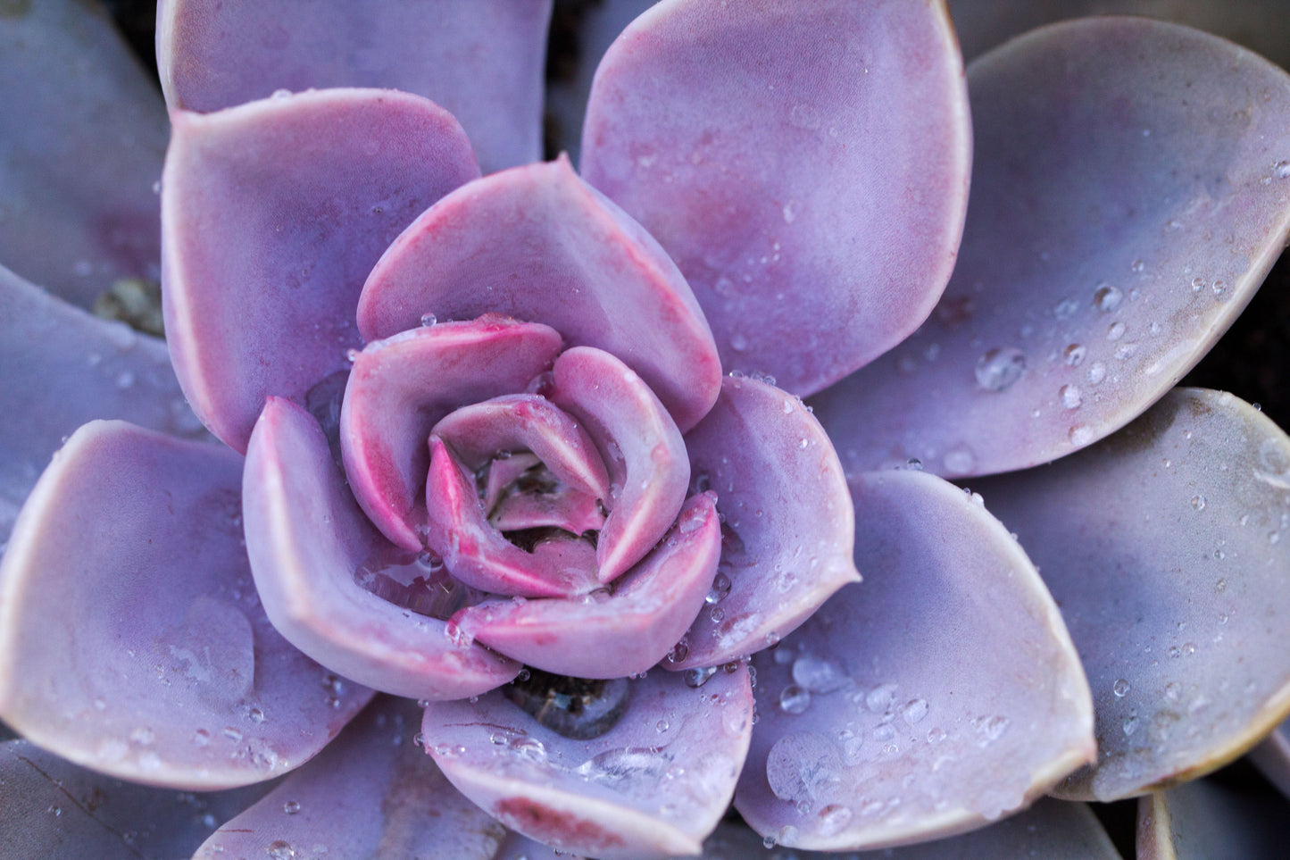 Flower Macro Photograph Print 100% Australian Made