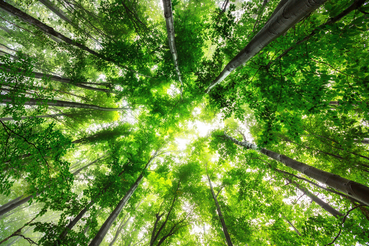 Forest Beneath View Photograph Print 100% Australian Made