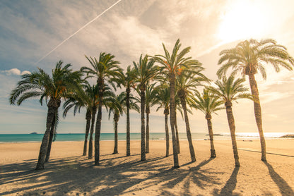 Palm Trees on Beach Photograph Home Decor Premium Quality Poster Print Choose Your Sizes