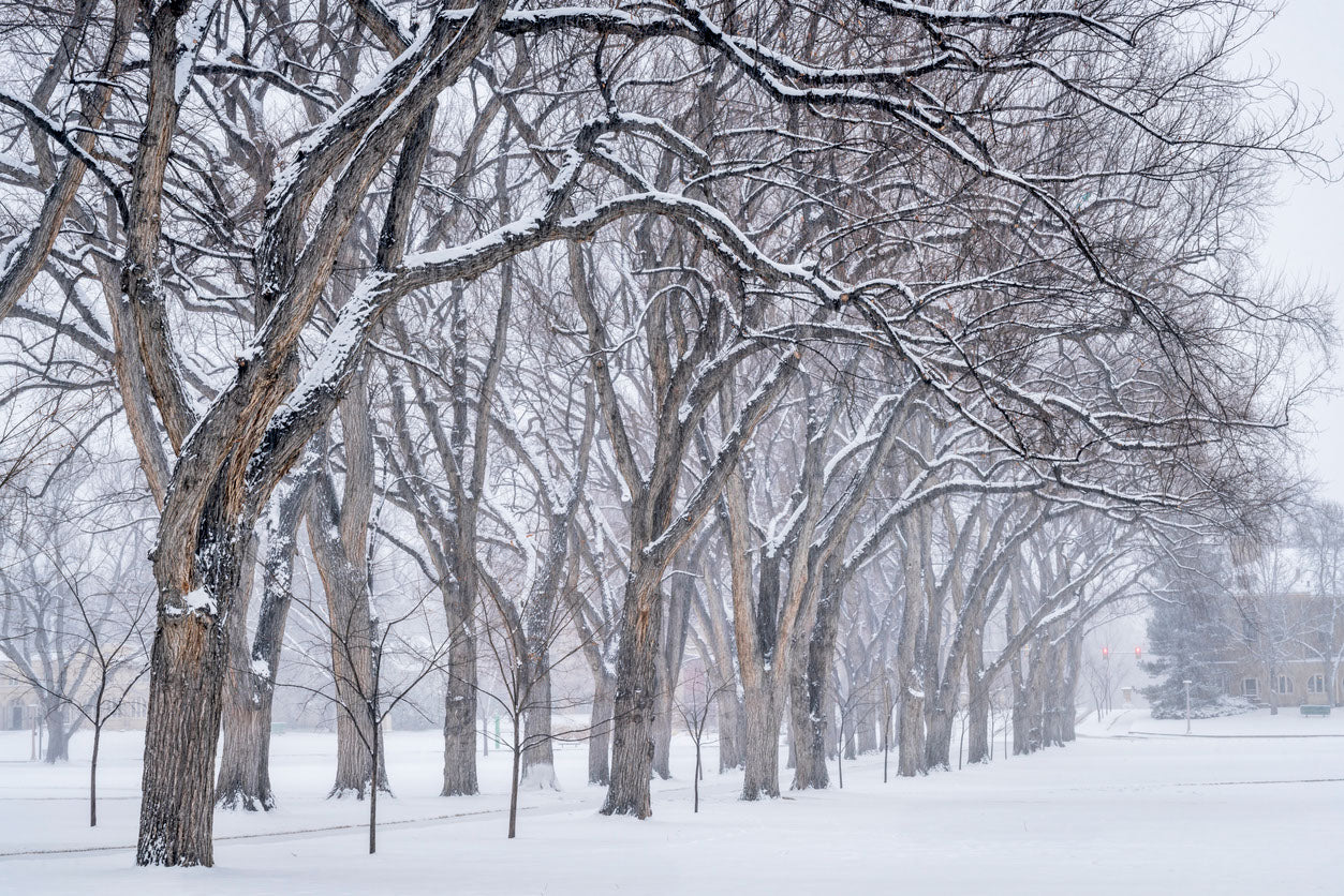 Snow Covered Trees Photograph Print 100% Australian Made