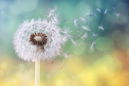 Dandelion Flower Closeup View Print 100% Australian Made