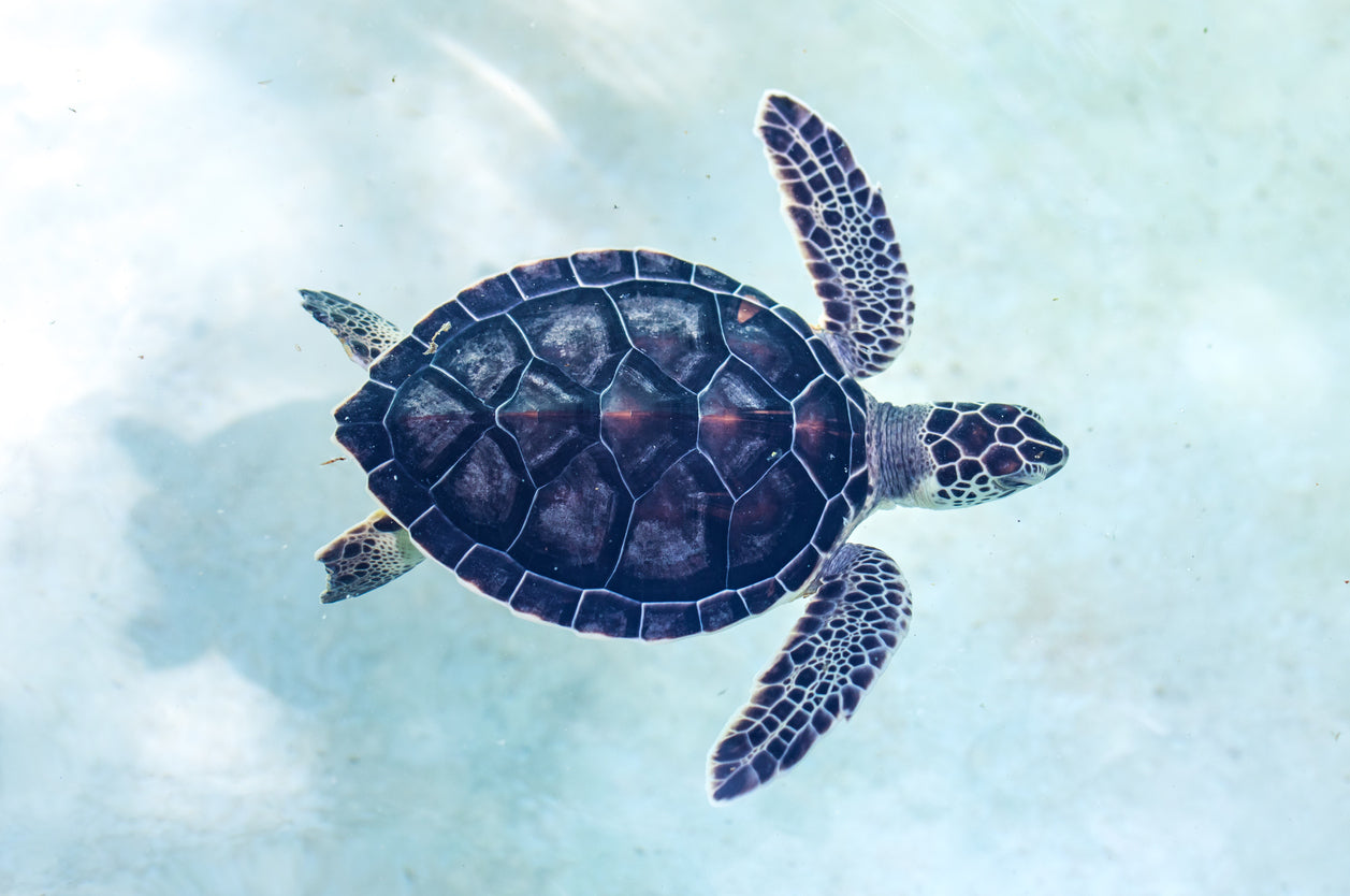 Turtle Closeup Photograph Print 100% Australian Made