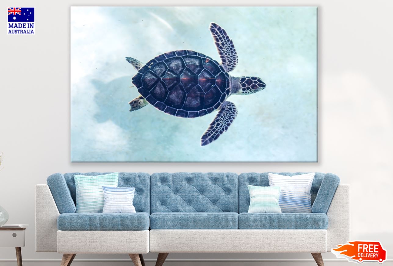 Turtle Closeup Photograph Print 100% Australian Made