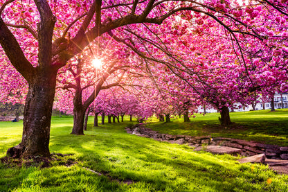 Blossom Trees Park Scenery View Print 100% Australian Made