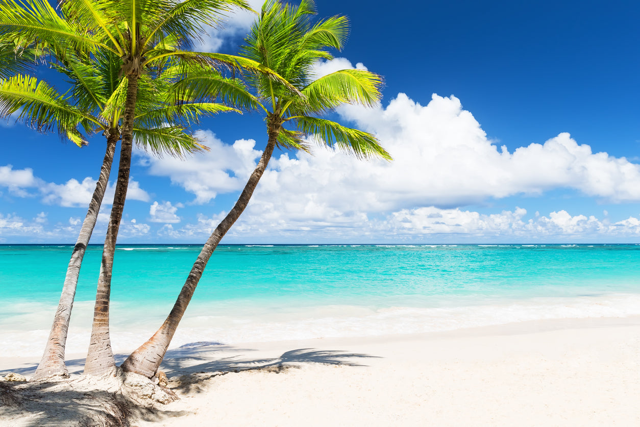 Palm Trees Near Sea Photograph Home Decor Premium Quality Poster Print Choose Your Sizes