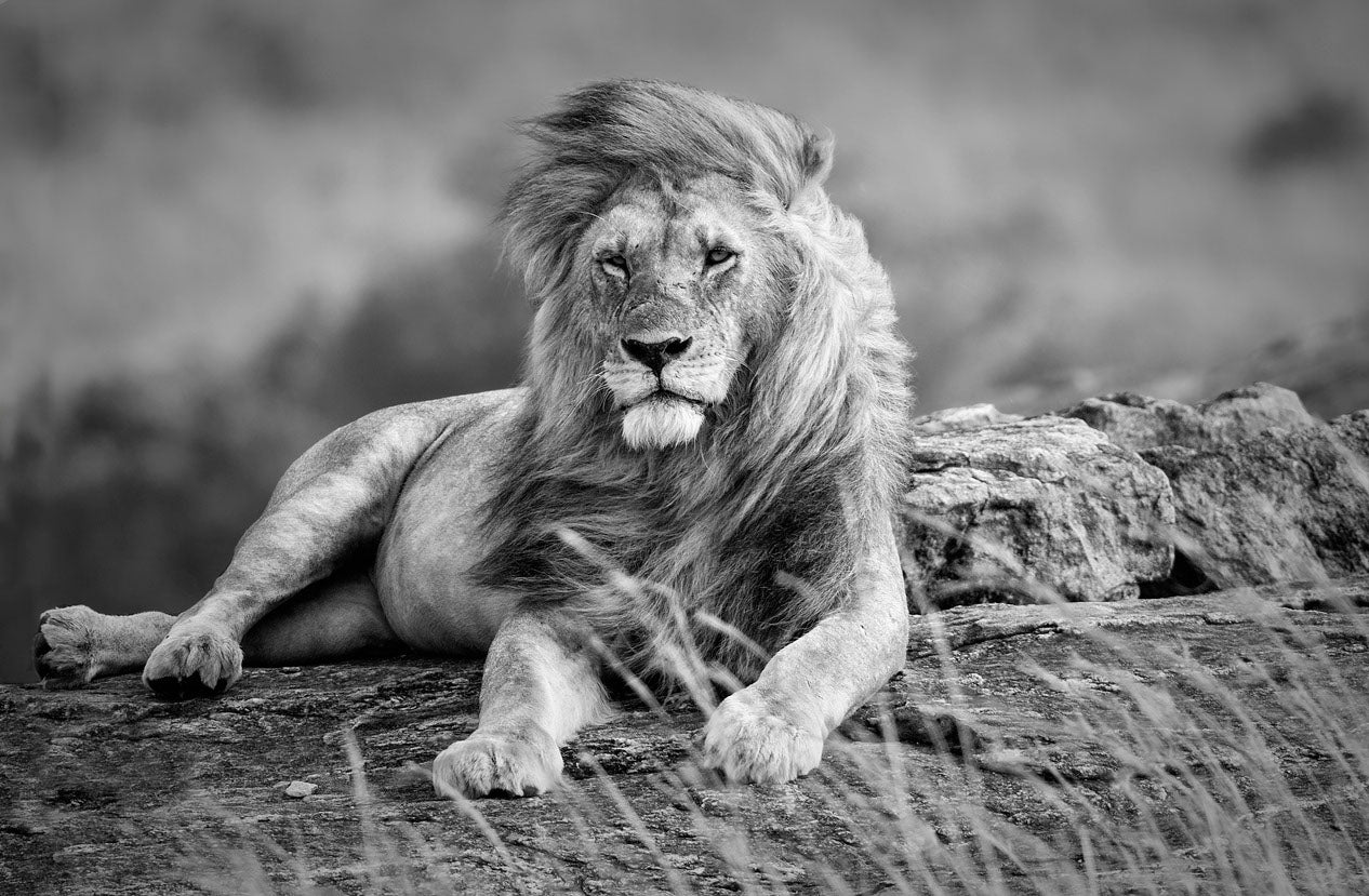 Lion Portrait B&W Photograph Home Decor Premium Quality Poster Print Choose Your Sizes