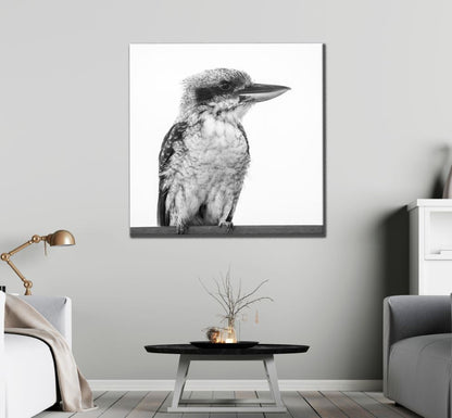 Square Canvas Kookaburra Bird B&W Closeup High Quality Print 100% Australian Made