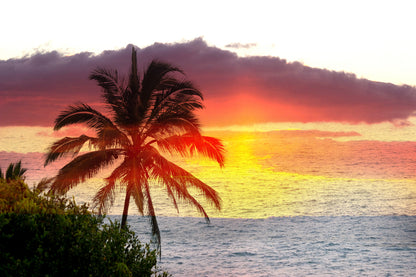 Palm Tree Near Sea Sunset Scenery Home Decor Premium Quality Poster Print Choose Your Sizes