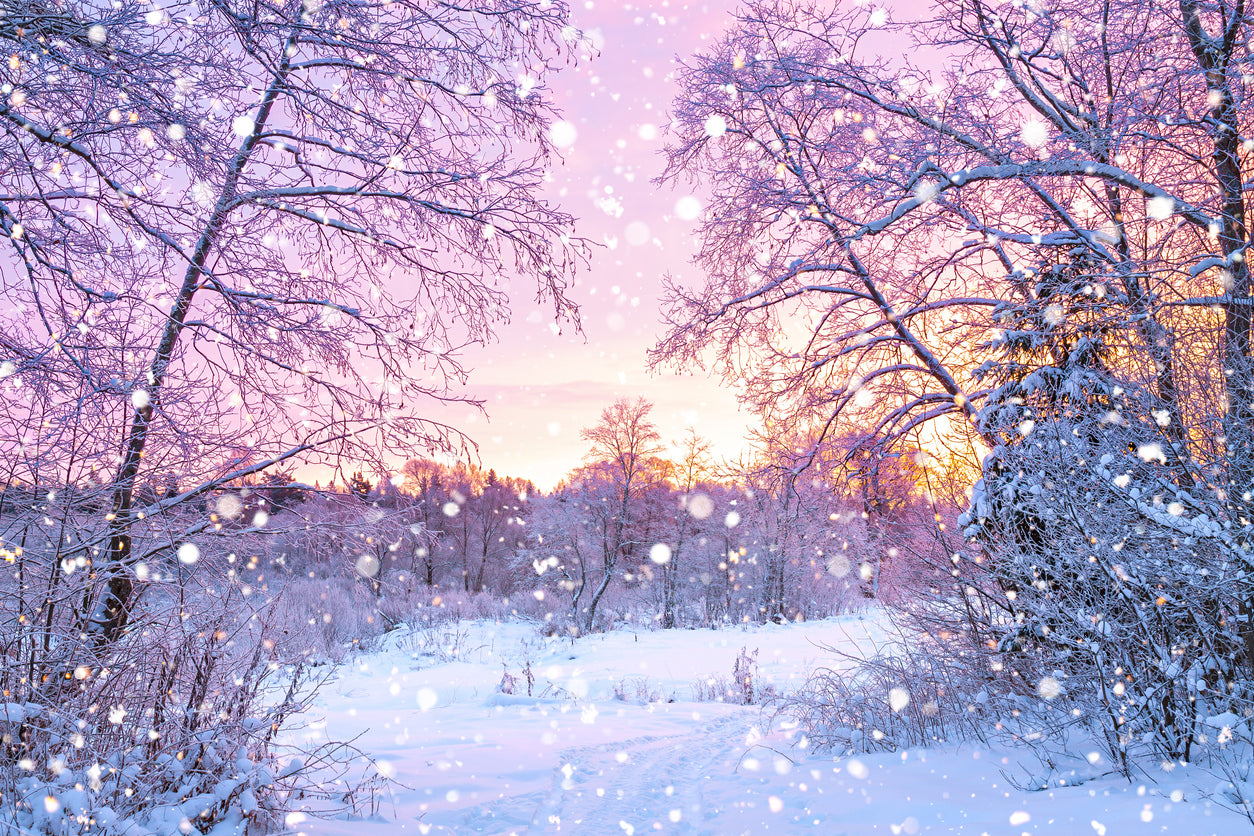 Forest Covered with Snow View Print 100% Australian Made