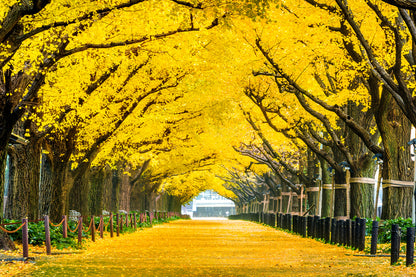 Yellow Flower Tree Road Scenery Print 100% Australian Made