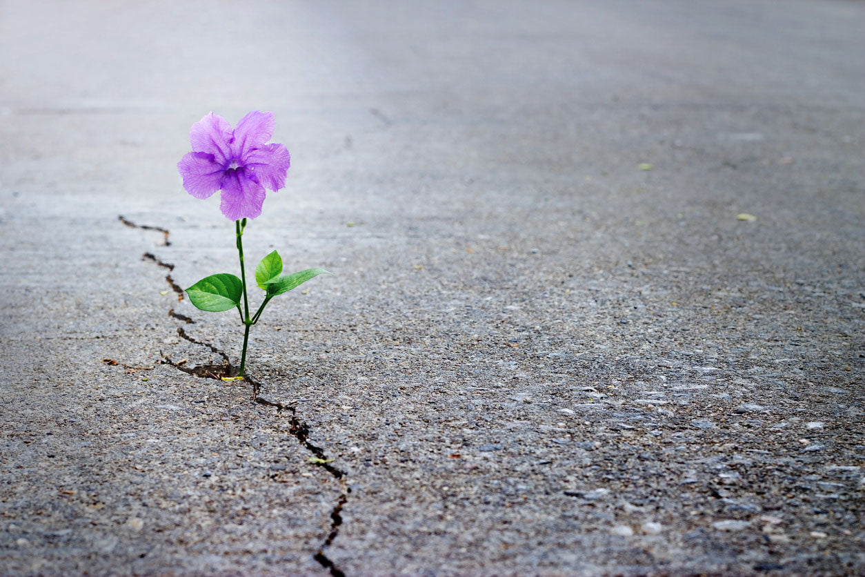 Purple Flower in Carpet Road Photograph Home Decor Premium Quality Poster Print Choose Your Sizes