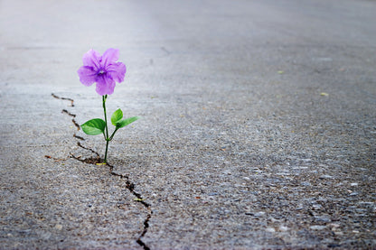 Purple Flower in Carpet Road Photograph Home Decor Premium Quality Poster Print Choose Your Sizes