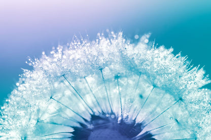 Dandelion Flowers with WaterDrops Print 100% Australian Made