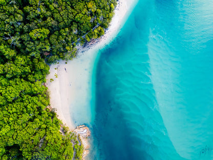 Forest Near Sea Aerial View Photograph Print 100% Australian Made