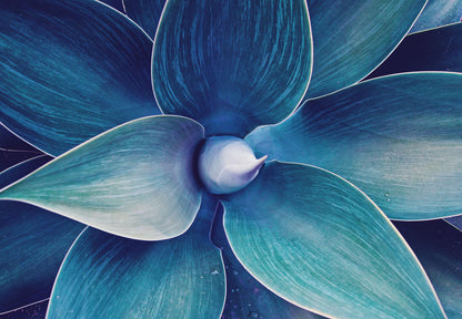 Flower Macro Photograph Home Decor Premium Quality Poster Print Choose Your Sizes